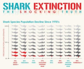 77 Misc - Shark extinction