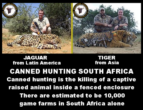 Lions - Tiger and Jaguar trophy hunted